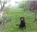 Фотография в Домашние животные Вязка собак Красивый,шоколадный парень ищет подругу.для в Москве 0