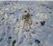 Фотография в Домашние животные Вязка собак Мальчик 2 года, не породистый, ищем похожую в Хабаровске 0