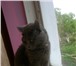 Изображение в Домашние животные Вязка Чистокровный кот приглашает свою вислоухую в Новоуральске 0