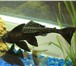 Фотография в Домашние животные Рыбки Сомик рода Коридорасы, взрослый около 1 года. в Нижнекамске 1