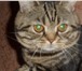 Фото в Домашние животные Вязка Молодой опытный котик скоттиш страйт, окрас в Дзержинске 2 500