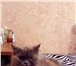 Foto в Домашние животные Вязка красивая, очаровательная дама ищет котика в Москве 0
