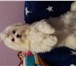 Фотография в Домашние животные Вязка собак Предлагаем на вязку кобеля мальтийской болонки в Москве 25 000