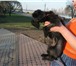 Фото в Домашние животные Услуги для животных Модельные стрижки для собак всех пород, тримминг. в Санкт-Петербурге 1 600