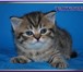 Шотландские котята мраморного окраса из питомника Daryacats 3859706 Скоттиш страйт фото в Москве