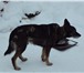 Фотография в Домашние животные Отдам даром Хорошая сторожевая собака в Кургане 0