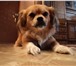 Фото в Домашние животные Вязка собак нужен кобелек тибетского спаниеля для вязки. в Волгограде 0