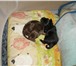 Продаются щенки Московского той терьера девочки дата рождения 06, 12, 2009, окрас черный и шоколад 66361  фото в Череповецке
