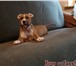 Продам щенка Амстаффа ! ! ! 1, 5 месяца ! ! ! Сучка ! ! ! Очень умная собака ! ! ! Красивый окрас ! 64878  фото в Новокузнецке