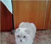 Foto в Домашние животные Вязка Предлагаем услуги вязки шикарного кота шотландской в Нижнекамске 2 000