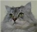 Сибирские котята с клубными документами р, 01, 04, 10,  1 котик редкого серебристого окраса (биколор) 69428  фото в Москве