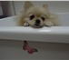 Фотография в Домашние животные Стрижка собак Зоосалон Лилу, предлагает своим клиентам в Обнинске 1 000