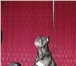 30, 11, 2010 года родились замечательные щеночки породы КАНЕ КОРСО от пары Эксклюзив-Н Пруниятта и Р 65184  фото в Москве