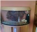 Foto в Домашние животные Товары для животных Продам аквариум с наполнением. Полуовальный, в Челябинске 5 000
