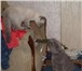 Foto в Домашние животные Вязка Британский кот голубого окраса с хорошей в Ростове-на-Дону 2 500