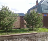 Фото в Строительство и ремонт Ландшафтный дизайн Сосна вечнозеленое хвойное дерево в среднем в Красноярске 500