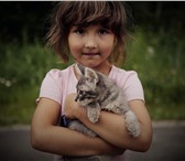 Изображение в Домашние животные Отдам даром Красавица-кошечка была найдена в подъезде, в Томске 0