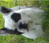 Фотография в Домашние животные Вязка собак Предлагаю для вязки опытного кобеля французского в Ярославле 2 000