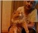 Foto в Домашние животные Другие животные Очень вежливый и отзывчивый Кот - ищет теплый в Оренбурге 0