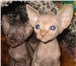 Продаются котята, канадского сфинкса, разный окрас, под разведение и просто для души, привиты и при 69157  фото в Киеве