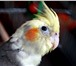 Foto в Домашние животные Птички Продаю попугаев в Калуге и Калужской области. в Калуге 3 000