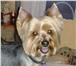 Фотография в Домашние животные Стрижка собак Стригу собачек декоративных пород! Стоимость в Ступино 1 200