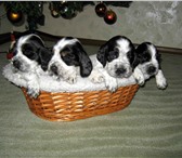 Продаются щенки английского кокер-спаниеля с родословной, родились 20, 12, 10г; два мальчика и две д 65932  фото в Екатеринбурге