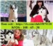 Голубоглазые щенки хаски чёрно-белого окраса,  кобели для вязки 3619484 Сибирский хаски фото в Нижнем Новгороде