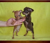 Продам щенков той-терьера,  девочки,  недорого 168154  фото в Пскове