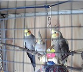 Фотография в Домашние животные Птички Продам красивых, молодых попугаев корелла. в Туле 3 000