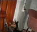 Фотография в Домашние животные Вязка двуГодовалый красавец из Липецкого питомника в Воронеже 2 500