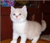 Продаётся котенок породы британская короткошерстная, котик, 2 мес (родился 18, 02), редкого окрас 69041  фото в Мурманске
