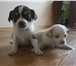 Foto в Домашние животные Отдам даром Отдадим в хорошие руки щенков комнатной породы, в Владивостоке 1