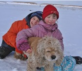 Foto в Домашние животные Вязка собак Симпатичный и весёлый американский кокер-спаниель в Омске 10