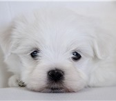 Ирлайн-дог имеет в продаже щенков мальтезе  (мальтийская болонка) 3825305 Мальтийская болонка фото в Екатеринбурге