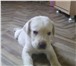 Продаются щенки 1418694 Лабрадор-ретривер фото в Краснодаре