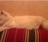 Foto в Домашние животные Вязка Предлагаем на вязку персидского кота, окрас в Москве 1 500