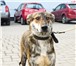 Изображение в Домашние животные Отдам даром В роду этого щенка наверняка когда-то пробегали в Пскове 0
