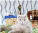 Фото в Домашние животные Вязка Опытный Шотландский вислоухий котик,цвет в Старом Осколе 1 000