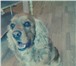 Фото в Домашние животные Вязка собак Ищу свою половинку) Кобель-будет 4 года,было в Благовещенске 5 000