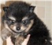 Продаю маленького щенка Щенок породы шпица в померанском типе, Родился данный щенок совсем недавно 67181  фото в Екатеринбурге