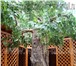Фотография в Строительство и ремонт Дизайн интерьера Искусственное дерево в интерьере с ненатуральным в Казани 1 000