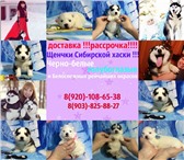 Симпатичные щенята хаски продаются 4216486 Сибирский хаски фото в Волгограде