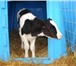 Фотография в Домашние животные Другие животные продаю телят молочников черно пестрой породы в Ульяновске 0