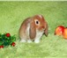Фотография в Домашние животные Грызуны Питомник декоративных кроликов «Пушистое в Москве 5 000