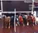 Изображение в Хобби и увлечения Коллекционирование Продаю фигурки коллекционных лошадей известные в Крымск 0