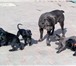 Щенки Кане Корсо 2677601 Кане-корсо фото в Ростове-на-Дону