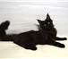 Черная кошка мейн кун 1834958 Мейн-кун фото в Москве