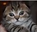 Продается золотой вислоухий котенок Скоттиш Фолд,  Окрас табби-браун (черное пятно на золоте) AMOU 68816  фото в Москве