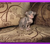 Продаются котята новой породы Украинский левкой.Вислоухий Сфинкс, 2085888 Донской сфинкс фото в Хабаровске